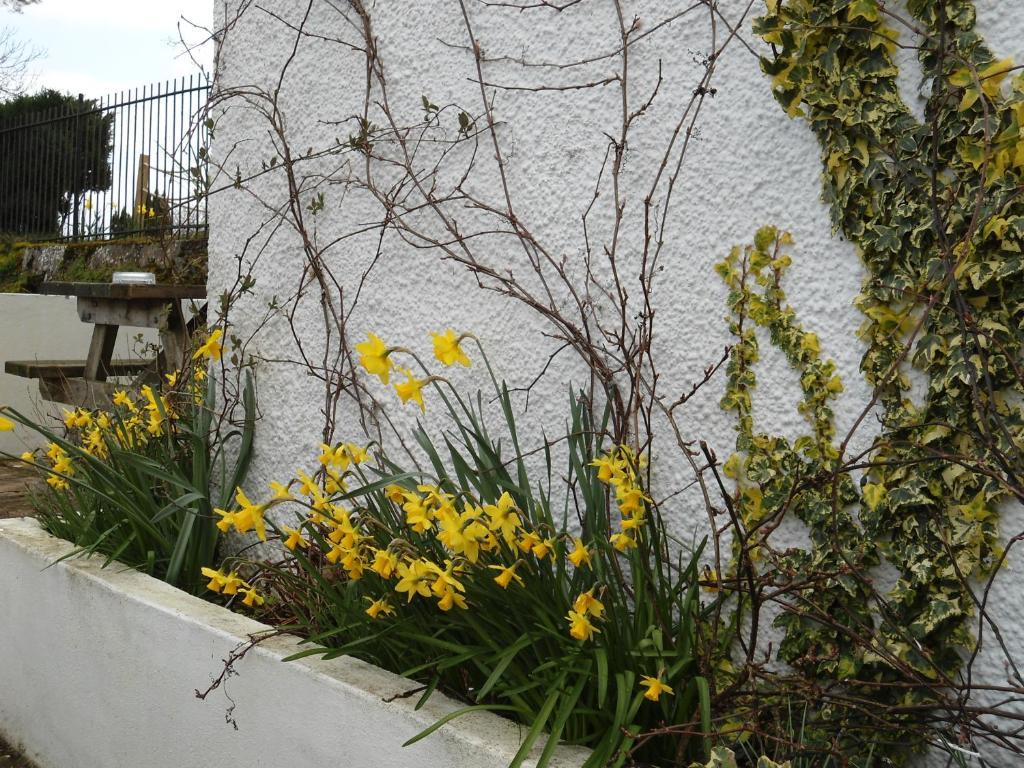 Harvest Home Guest House Tavistock  Exteriér fotografie